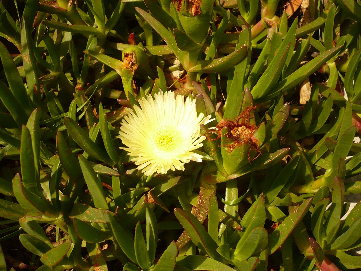 Carpobrotus edulis (Aizoaceae)